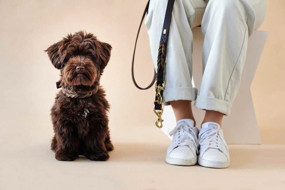 Halsbanden en riemen Winkel -Halsbanden en riemen Winkel z6439957384563 4f29521b91fd471ed12c4875bb8c052a